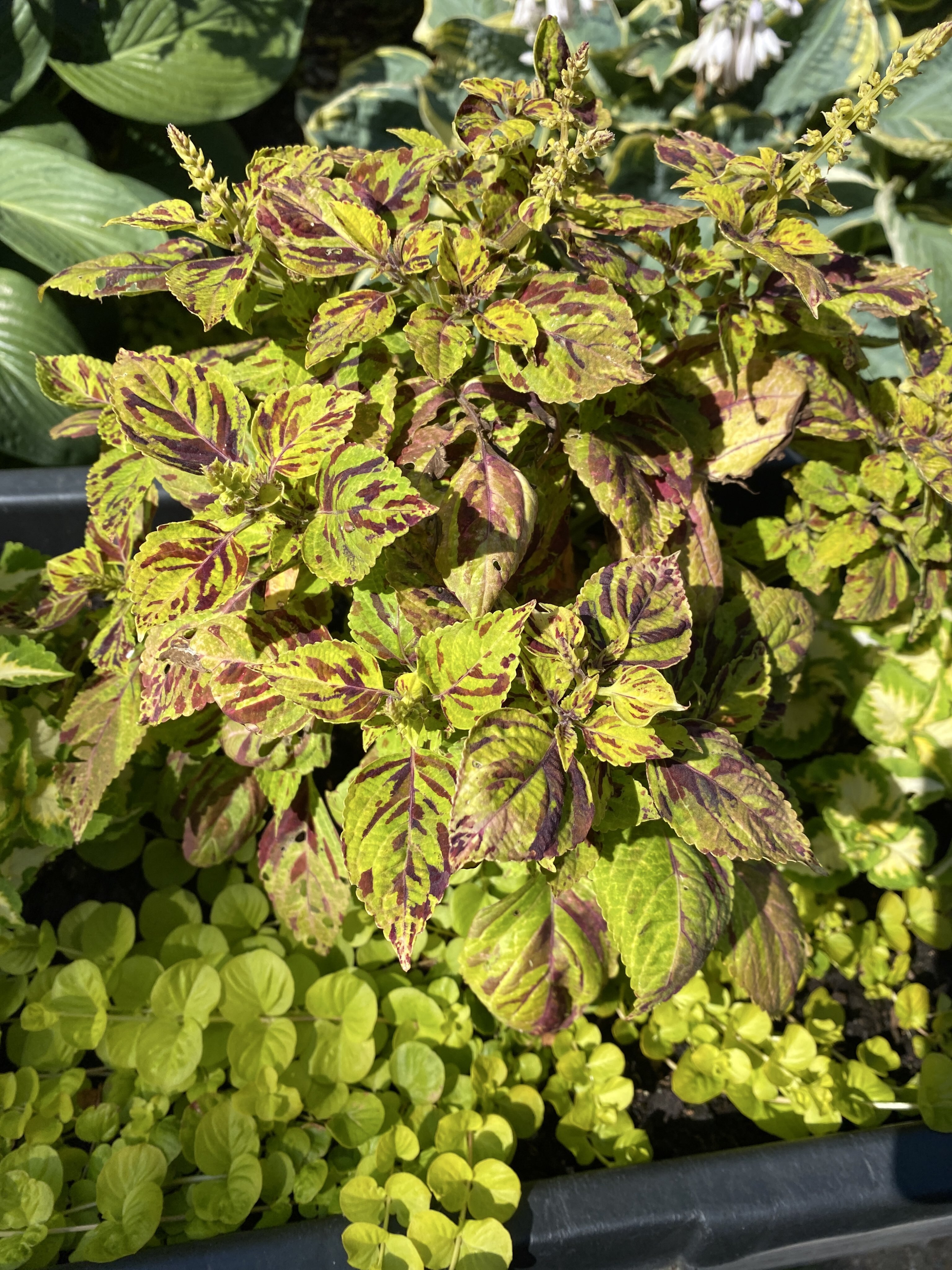 Фотография покупателя товара Семена цветов Колеус «Визард», мозаика, «Семена Алтая», цветной пакет, 5 шт. - Фото 2