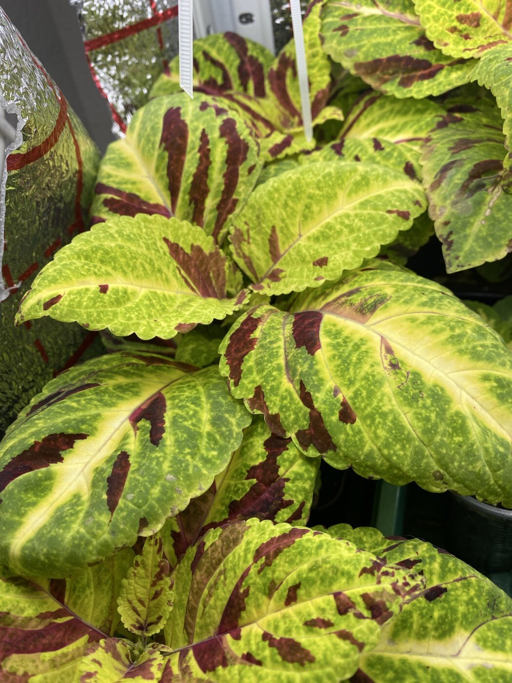 Фотография покупателя товара Семена цветов Колеус «Визард», мозаика, «Семена Алтая», цветной пакет, 5 шт. - Фото 3