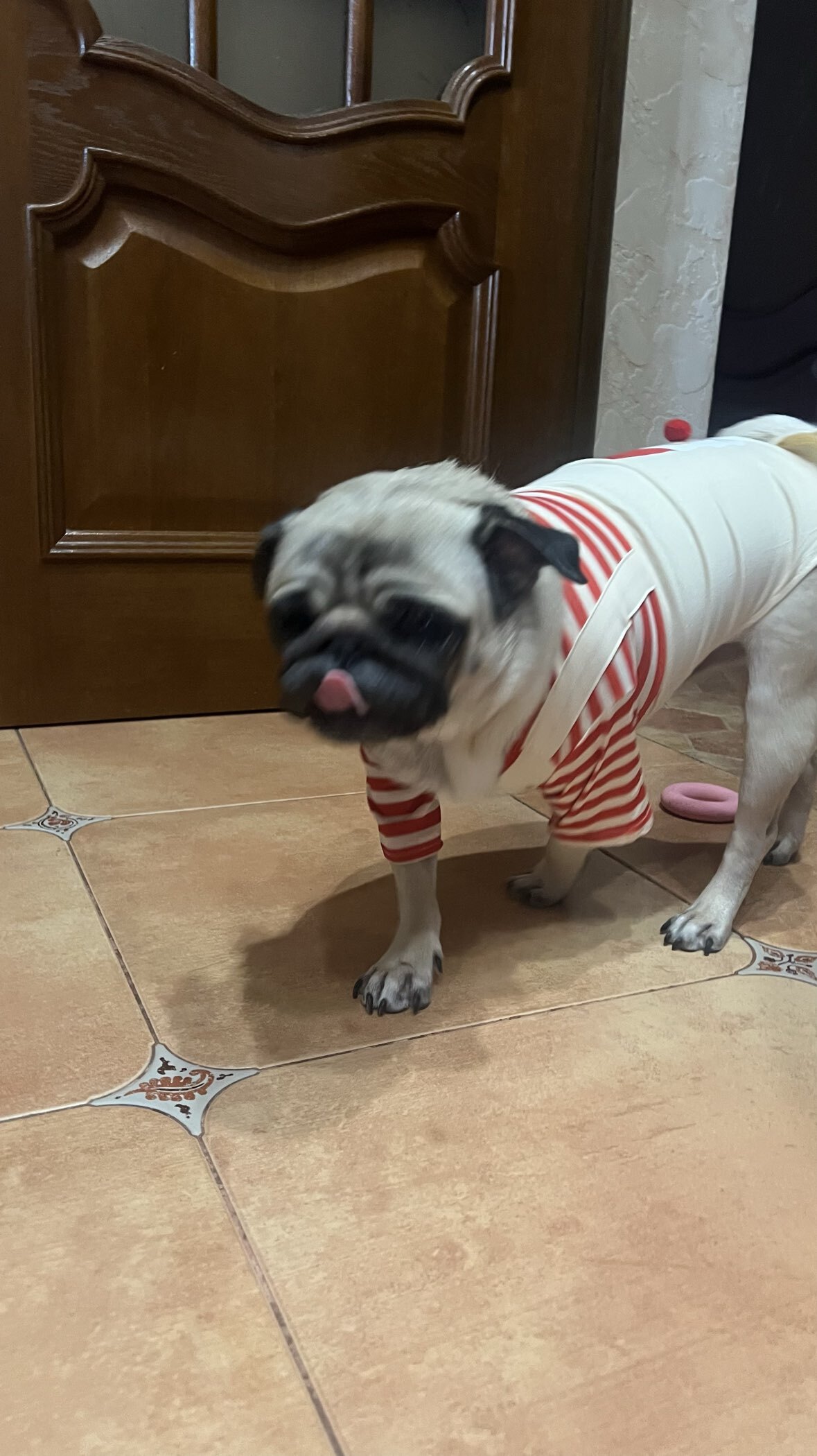 Фотография покупателя товара Футболка для животных Santa, S (ДС 25, ОГ 35 см) - Фото 3