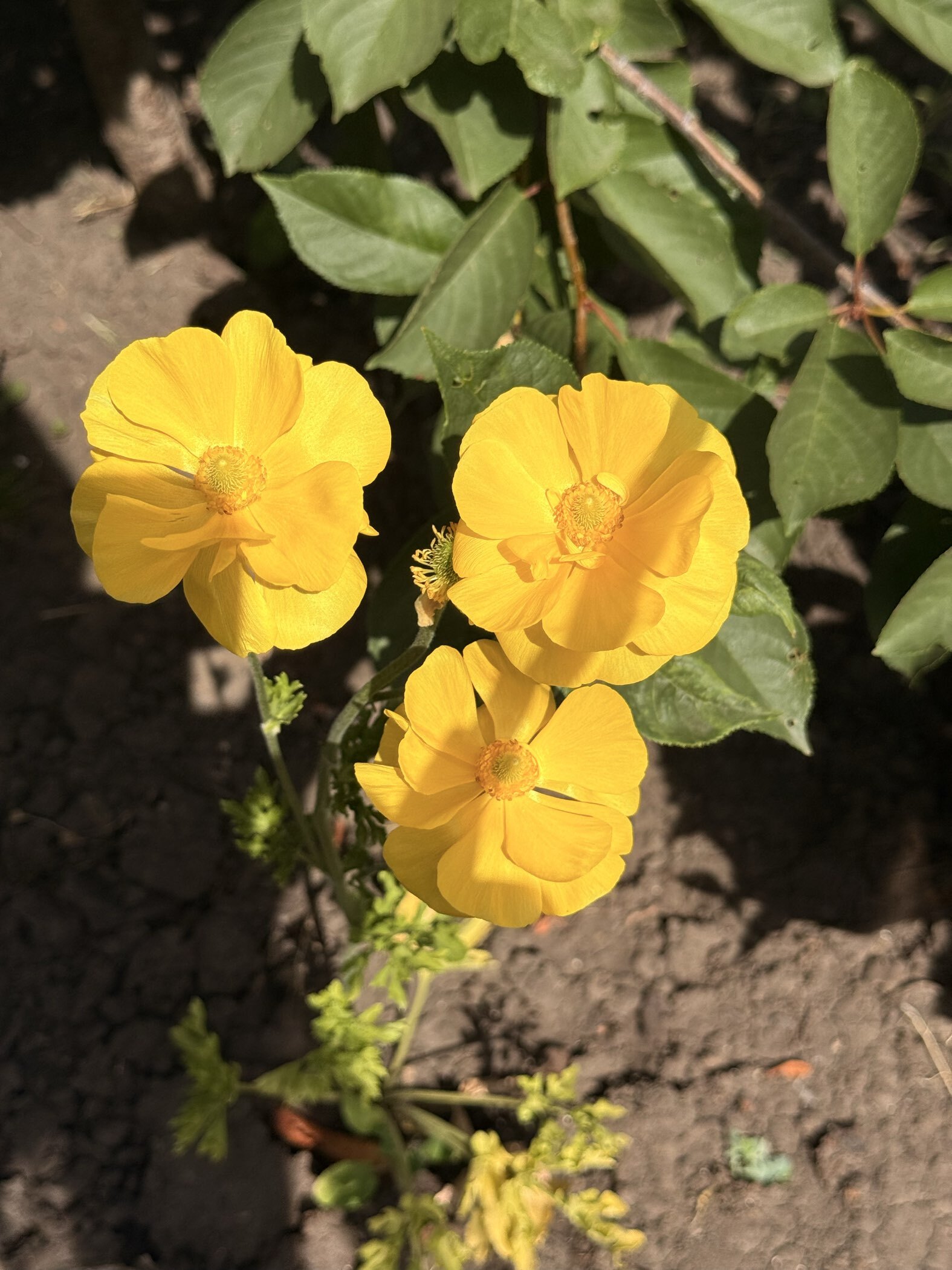 Фотография покупателя товара Ранункулюс (Лютик) Йеллоу, р-р 7/8, 7 шт, Весна 2025 - Фото 5