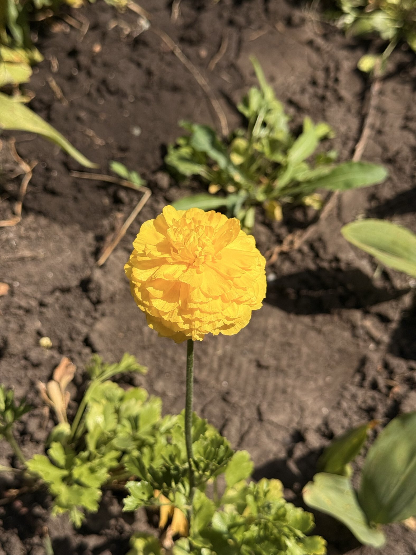 Фотография покупателя товара Ранункулюс (Лютик) Йеллоу, р-р 7/8, 7 шт, Весна 2025 - Фото 4