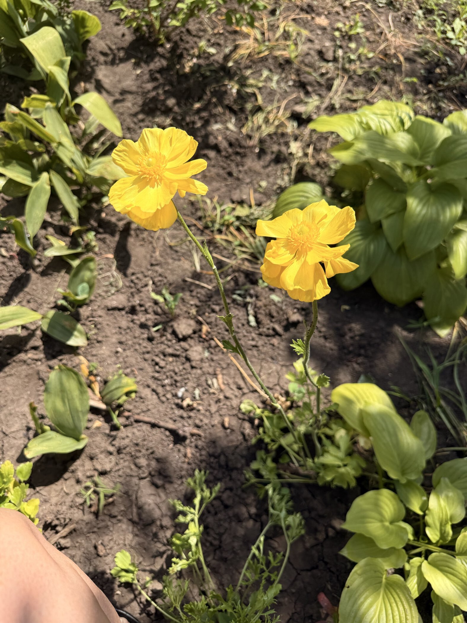 Фотография покупателя товара Ранункулюс (Лютик) Йеллоу, р-р 7/8, 7 шт, Весна 2025 - Фото 3