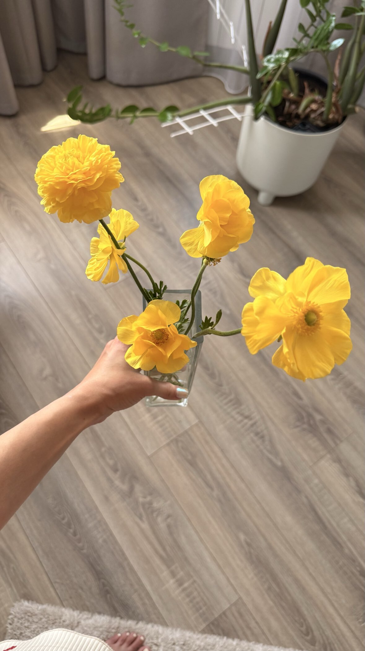 Фотография покупателя товара Ранункулюс (Лютик) Йеллоу, р-р 7/8, 7 шт, Весна 2025 - Фото 2