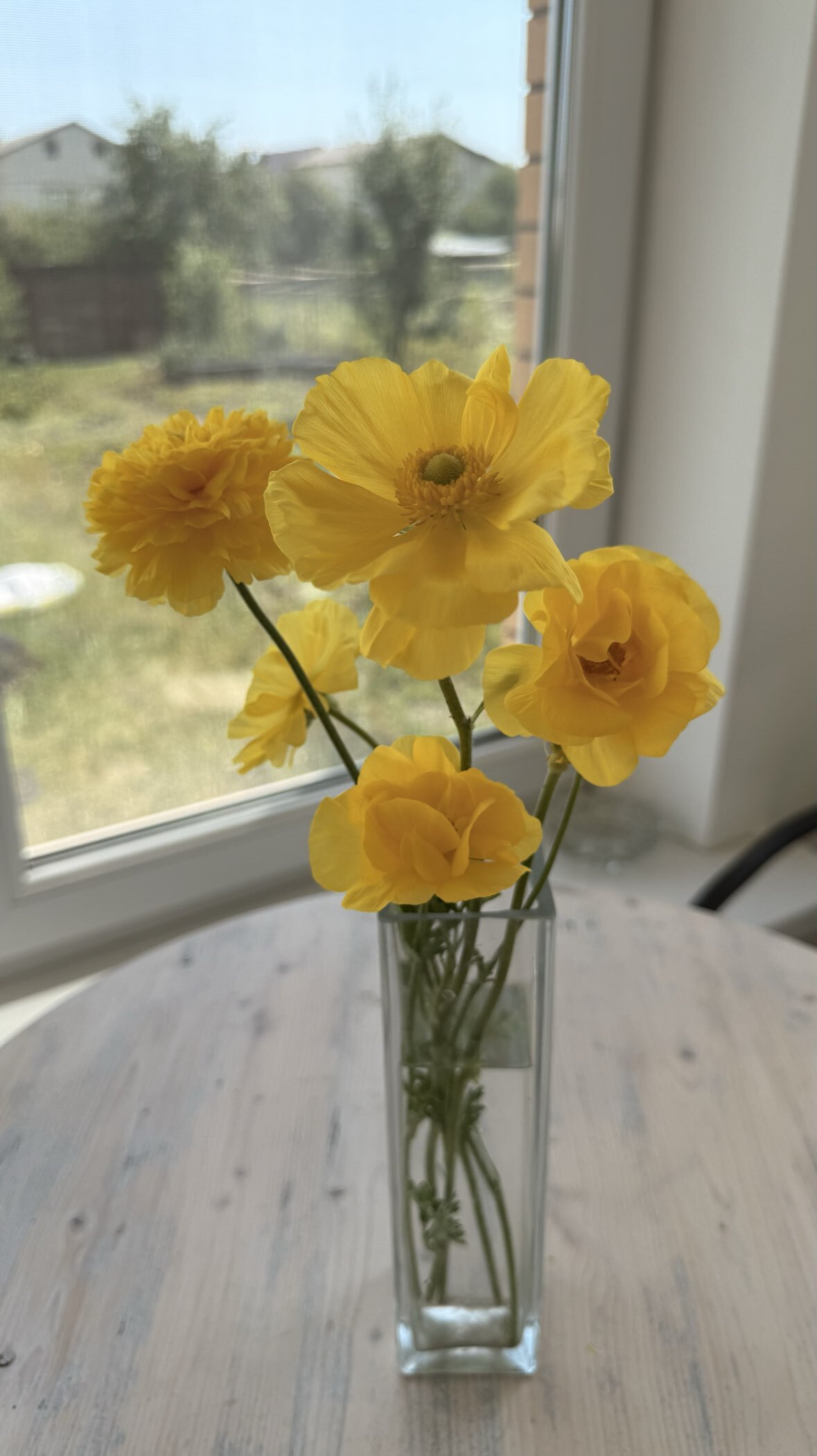 Фотография покупателя товара Ранункулюс (Лютик) Йеллоу, р-р 7/8, 7 шт, Весна 2025 - Фото 1