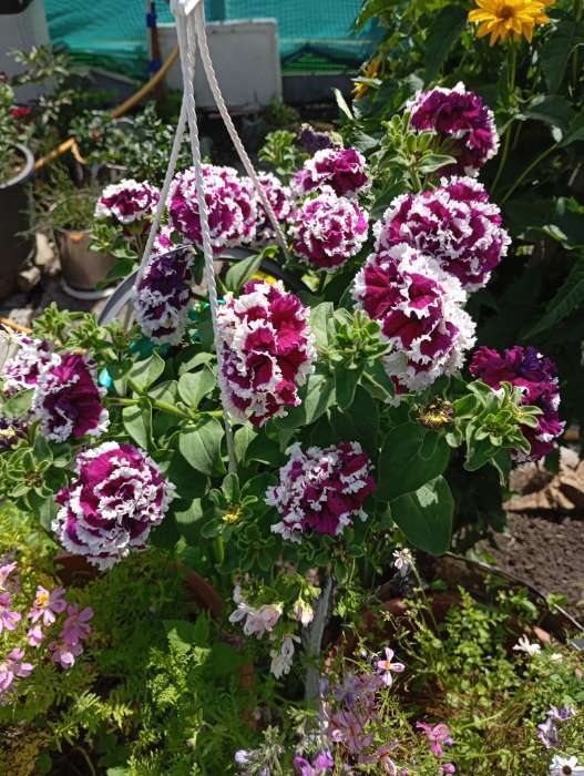 Фотография покупателя товара Семена Петуния «Пируэт», фиолетовый с белым, 5 шт., «Гавриш» - Фото 1