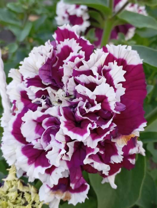 Фотография покупателя товара Семена Петуния «Пируэт», фиолетовый с белым, 5 шт., «Гавриш» - Фото 2