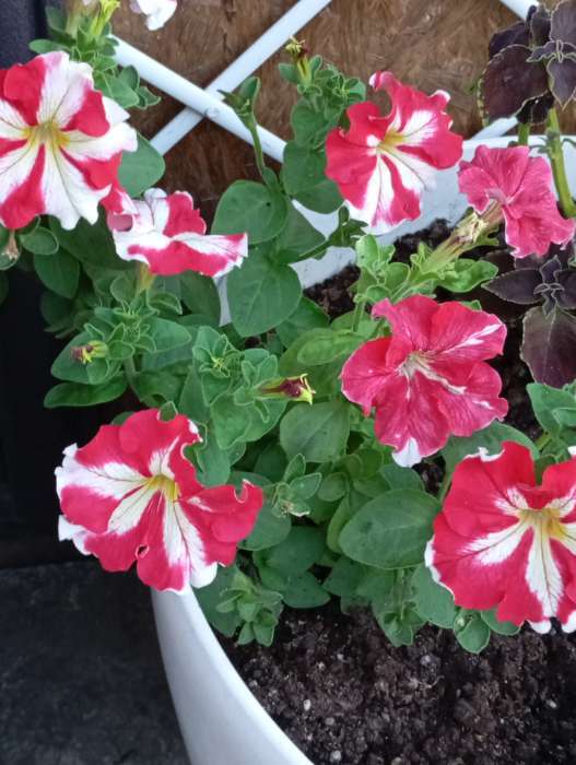 Фотография покупателя товара Семена Цветов Петуния крупноцветковая "Улыбка", 10 шт 1029122 - Фото 1