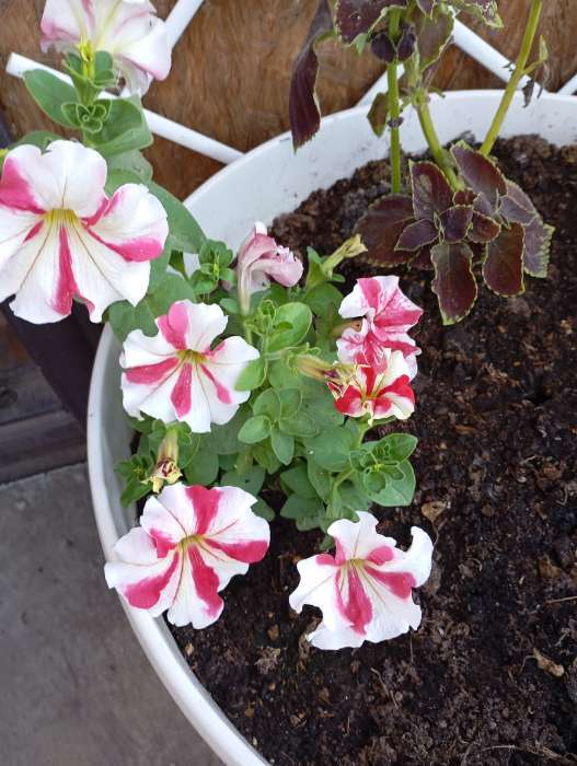 Фотография покупателя товара Семена Цветов Петуния крупноцветковая "Улыбка", 10 шт 1029122 - Фото 2