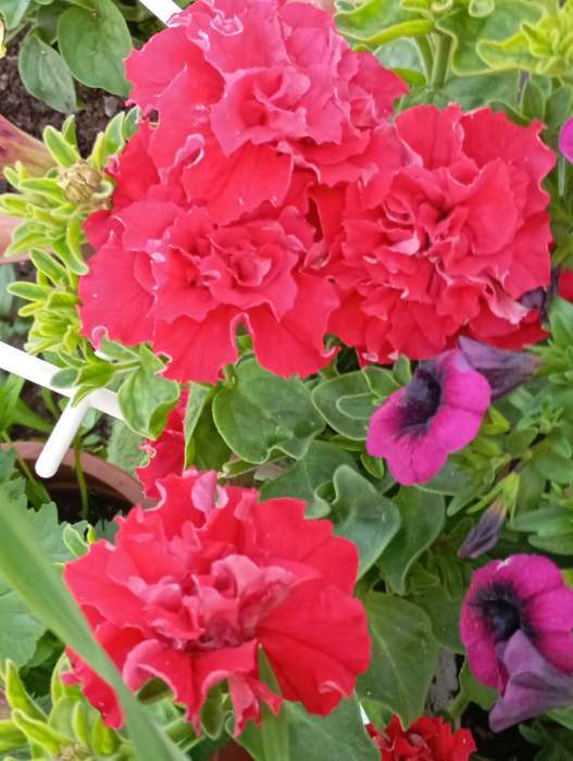 Фотография покупателя товара Семена цветов Петуния махровая грандифлора "Валентина" F1, О, драже драже 5 шт - Фото 1