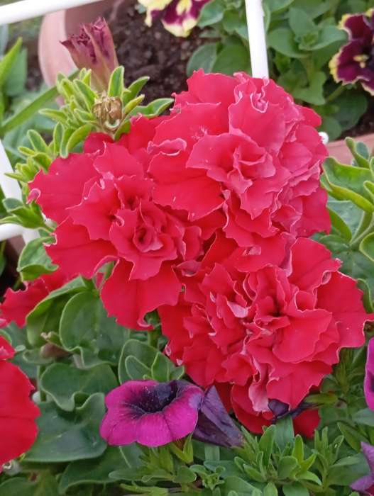 Фотография покупателя товара Семена цветов Петуния махровая грандифлора "Валентина" F1, О, драже драже 5 шт - Фото 2