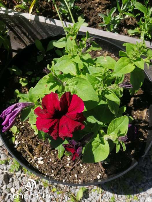 Фотография покупателя товара Семена цветов  Петуния Суперкаскадная "Бургунди", ц/п,  F1, 7 шт - Фото 2