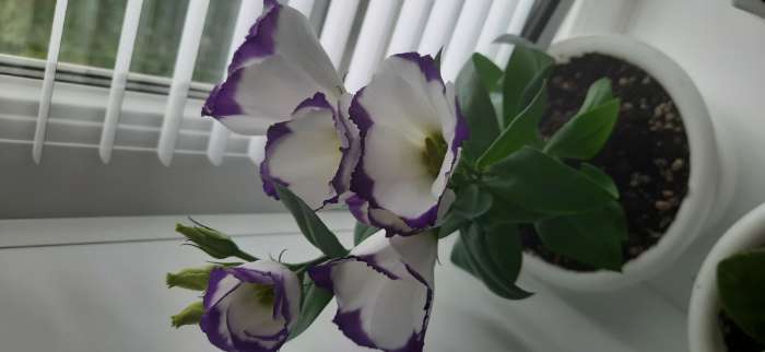 Фотография покупателя товара Семена Цветов Эустома "Кармен", 5 шт - Фото 1