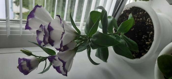 Фотография покупателя товара Семена Цветов Эустома "Кармен", 5 шт - Фото 2