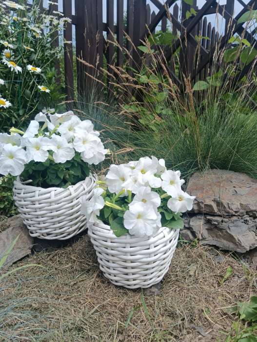 Фотография покупателя товара Семена Петуния Джолли белая F1 многоцветковая, 7 шт - Фото 3