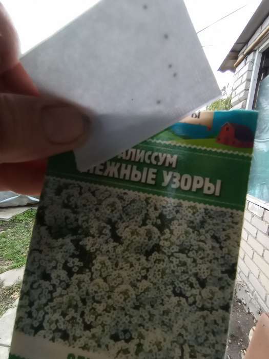Фотография покупателя товара Семена цветов Алиссум "Снежные узоры", 5 шт. - Фото 11