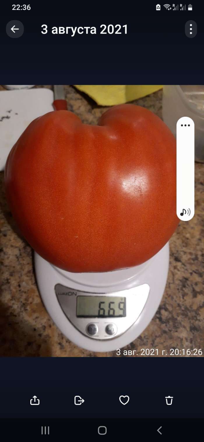 Фотография покупателя товара Семена Томат «Толстопуз», 20 шт., «Сибирский сад» - Фото 2