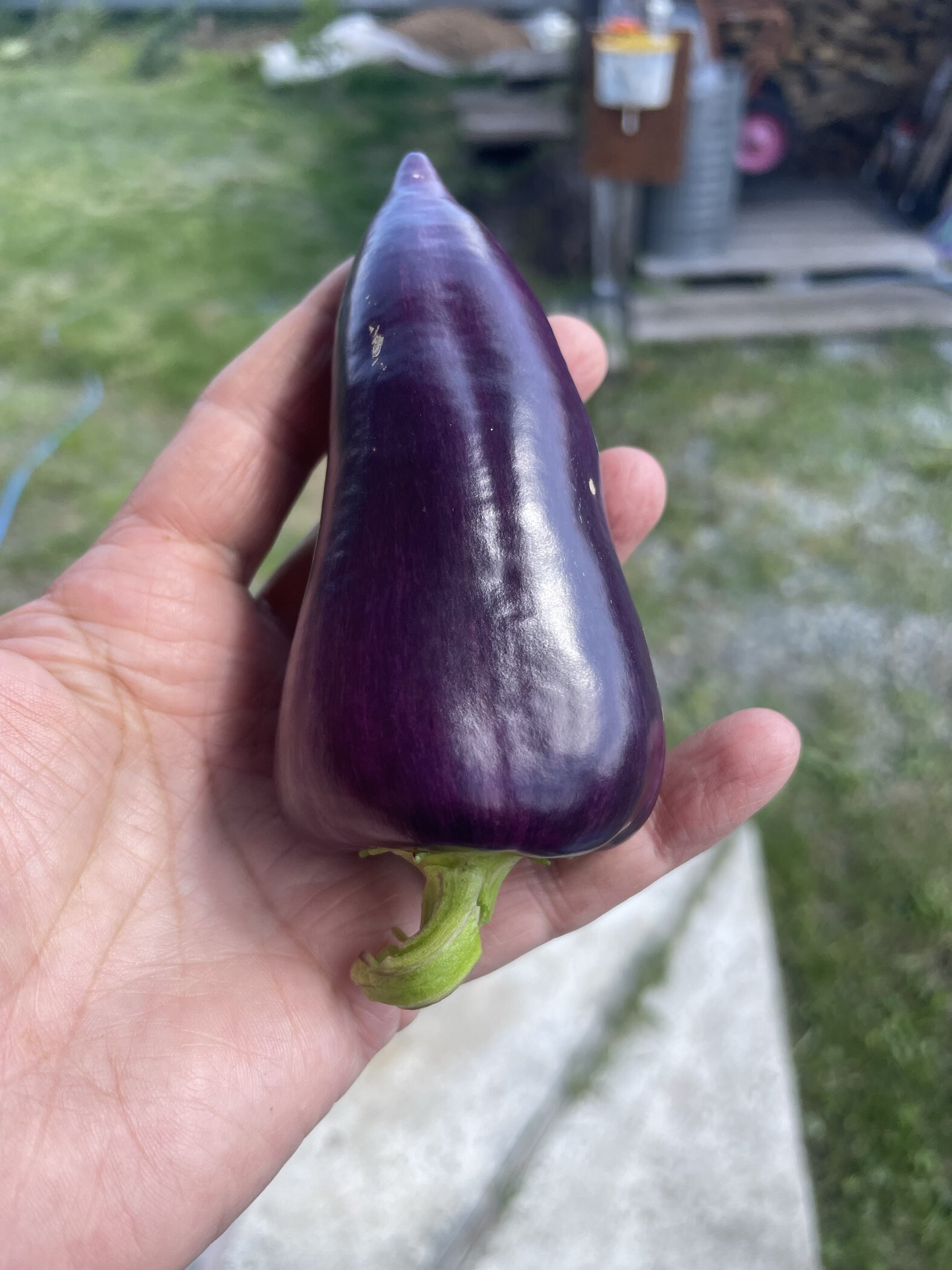 Фотография покупателя товара Семена Перец сладкий "Сиреневый Блеск", 0,1 г - Фото 1