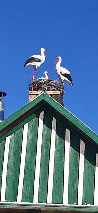 Фотография покупателя товара Садовая фигура "Аист", 85*18*40 см - Фото 2