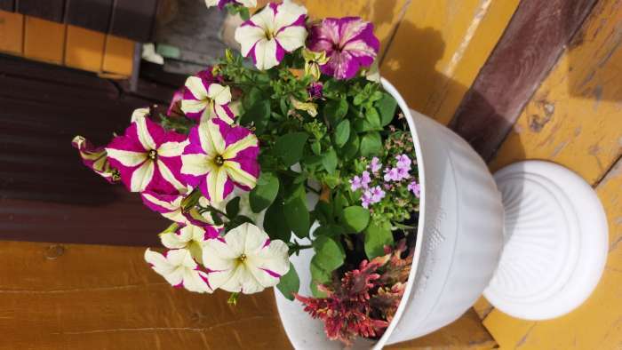 Фотография покупателя товара Семена цветов Петуния ампельная «Лавина Пурпурно-желтая Звезда», F1, 10 шт., «ПОИСК» - Фото 4