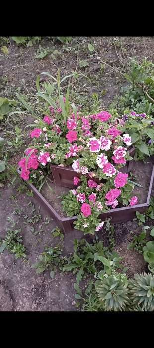 Фотография покупателя товара Семена цветов Петуния "Ниагара Пируэт Пурпур" F1, махровая, О, 10шт - Фото 1