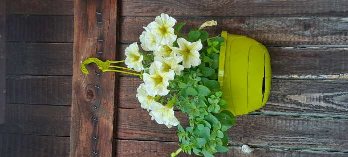 Фотография покупателя товара Семена Петуния "Дольче", ц/п, F1, лимончелло 10 шт. - Фото 1