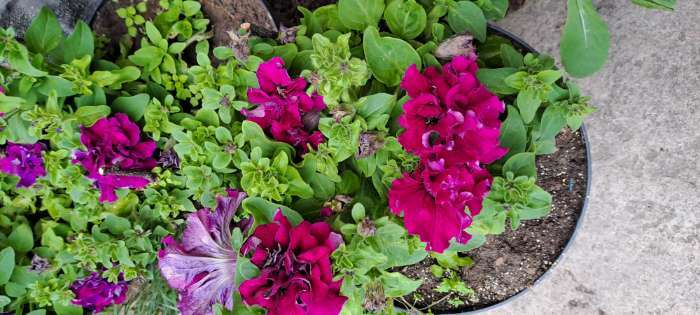 Фотография покупателя товара Семена цветов Петуния «Бургунди Каскадная», F1, махровая, 7 шт., «Семена Алтая» - Фото 5