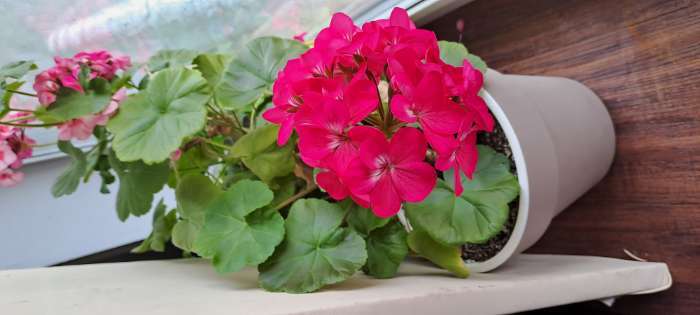 Фотография покупателя товара Семена Пеларгония "Павла", ц/п,  F1, 4 шт. - Фото 1