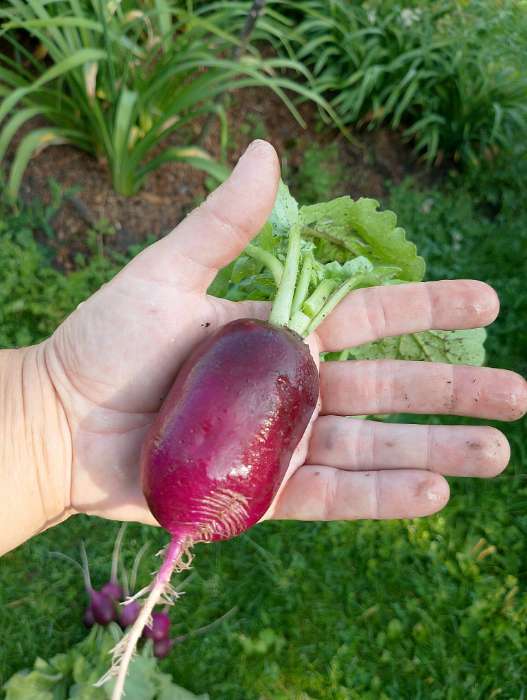 Фотография покупателя товара Семена Редис Синий иней, 2 г - Фото 1