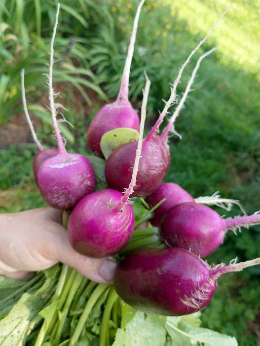 Фотография покупателя товара Семена Редис Синий иней, 2 г - Фото 2