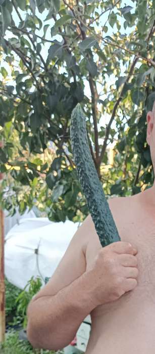 Фотография покупателя товара Семена Огурец "Китайские змеи", 0,4 г - Фото 1