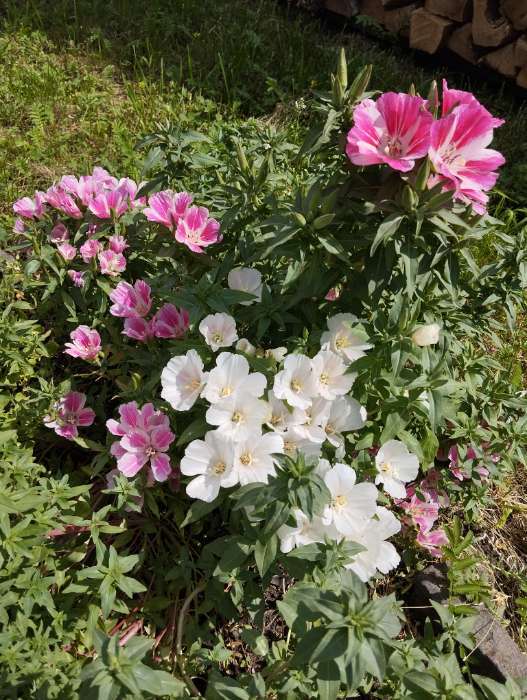 Фотография покупателя товара Семена цветов Годеция "Есения", ц/п,  низкая, смесь, серия Чудесный балкон,  0,05 г - Фото 1