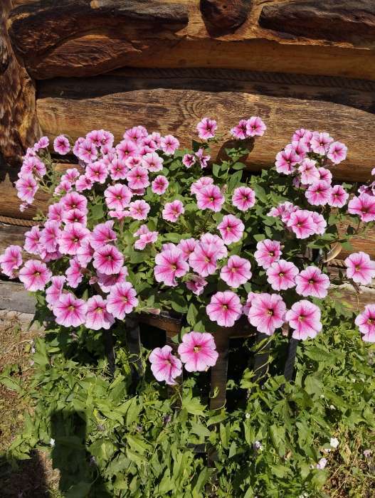 Фотография покупателя товара Семена Цветов Петуния "Опера суприм Респберри", 5 шт - Фото 8