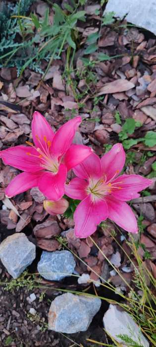 Фотография покупателя товара Лилия Махровая Fata Morgana, луковица в пакете с перфорацией, р-р 12/14, 2 шт. - Фото 73