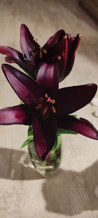 Фотография покупателя товара Лилия Махровая Fata Morgana, луковица в пакете с перфорацией, р-р 12/14, 2 шт. - Фото 72