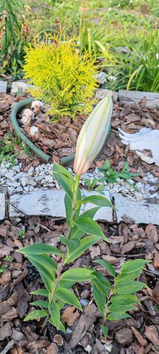 Фотография покупателя товара Лилия Махровая Fata Morgana, луковица в пакете с перфорацией, р-р 12/14, 2 шт. - Фото 71