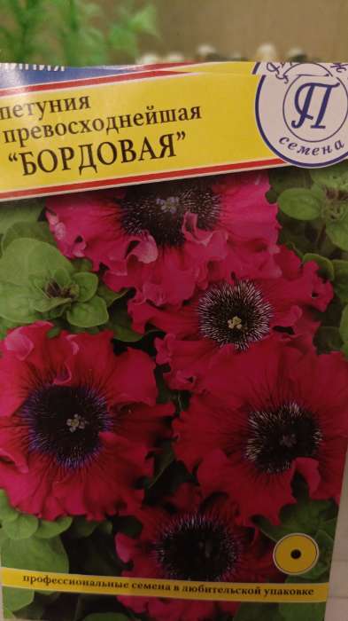 Фотография покупателя товара Семена цветов Петуния превосходнейшая "Бордовая", О, драже 10 шт - Фото 6