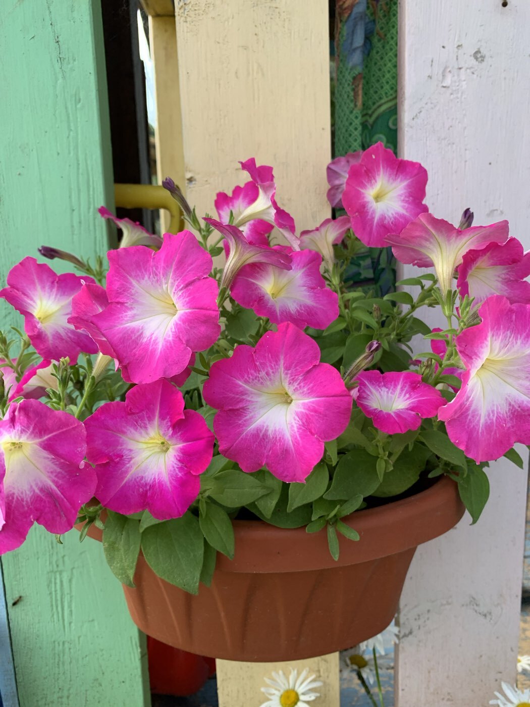 Фотография покупателя товара Семена Цветов Петуния "Мамбо", F1, розовое утро, многоцветковая, пробирка, 7 шт - Фото 4