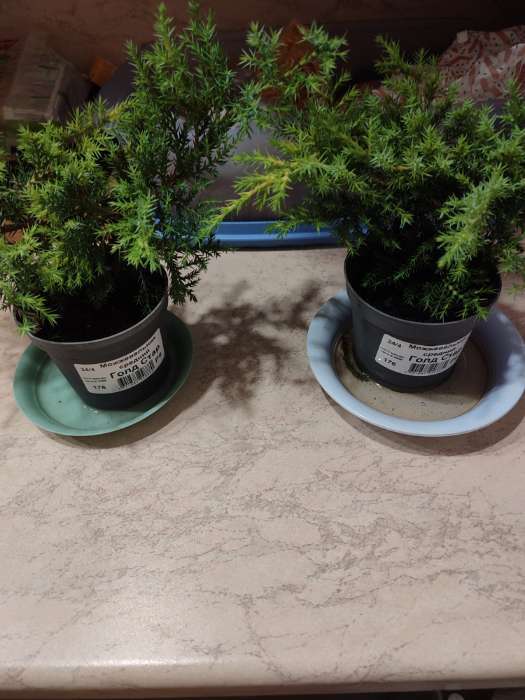 Фотография покупателя товара Саженец Можжевельник средний «Голд Стар», Р9, 1 шт., h=3-20 см - Фото 1