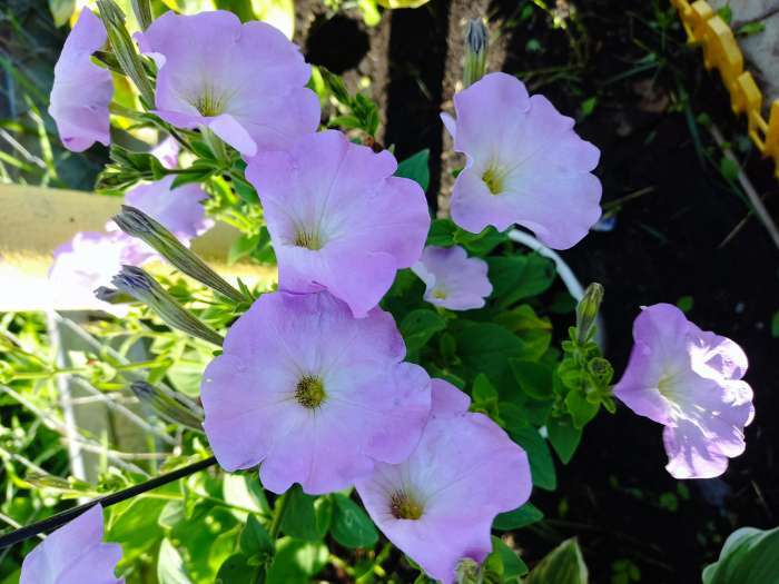 Фотография покупателя товара Семена цветов Петуния «Розовое Небо», крупноцветная, 200%, 0.2 г, «Русский огород» - Фото 1