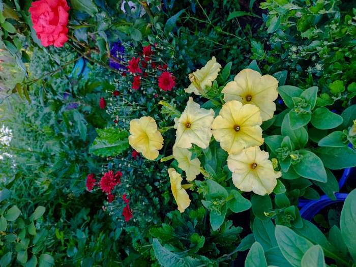 Фотография покупателя товара Семена цветов Петуния "Желтый каприз", 8 шт - Фото 1