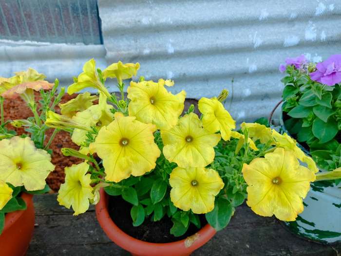 Фотография покупателя товара Семена цветов Петуния "Желтый каприз", 8 шт - Фото 2