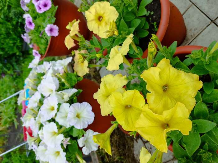 Фотография покупателя товара Семена цветов Петуния "Желтый каприз", 8 шт - Фото 3