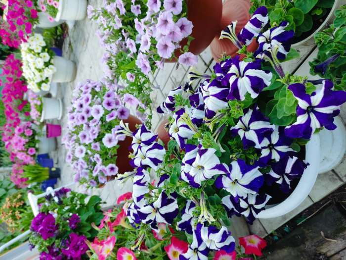 Фотография покупателя товара Семена цветов Петуния грандифлора "Галактика", Синяя, F1, 10шт - Фото 3