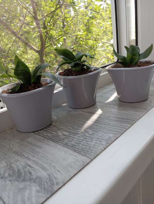 Фотография покупателя товара Кашпо для цветов со вставкой «Лагуна», 600 мл, d=13 см, h=9 см, цвет серый - Фото 1