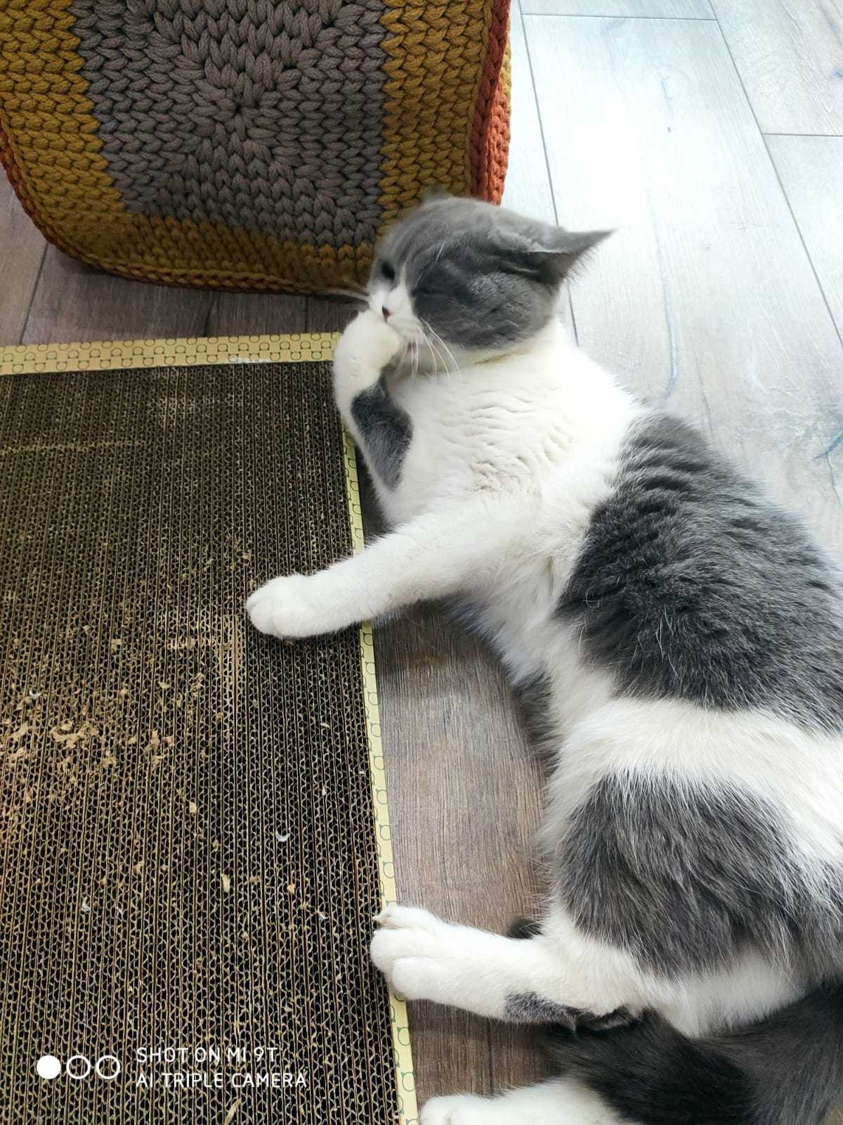 Фотография покупателя товара Домашняя когтеточка-лежанка для кошек, 56 × 30 см - Фото 16