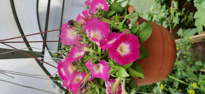 Фотография покупателя товара Семена Цветов Петуния "Мамбо", F1, розовое утро, многоцветковая, пробирка, 7 шт - Фото 3