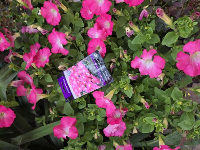 Фотография покупателя товара Семена цветов Петуния ампельная "Изи Вейв Роузи Дон", F1, 5шт - Фото 1