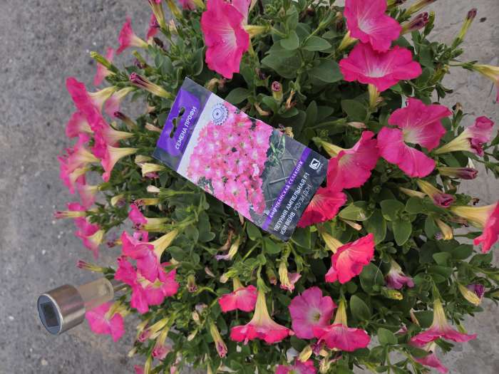 Фотография покупателя товара Семена цветов Петуния ампельная "Изи Вейв Роузи Дон", F1, 5шт - Фото 2