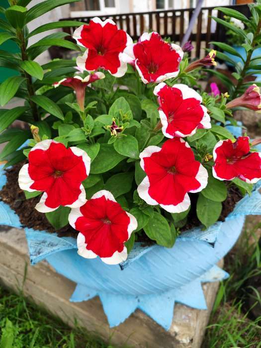 Фотография покупателя товара Семена Цветов  Петуния "Мираж Ред Пикоти", 10шт - Фото 3