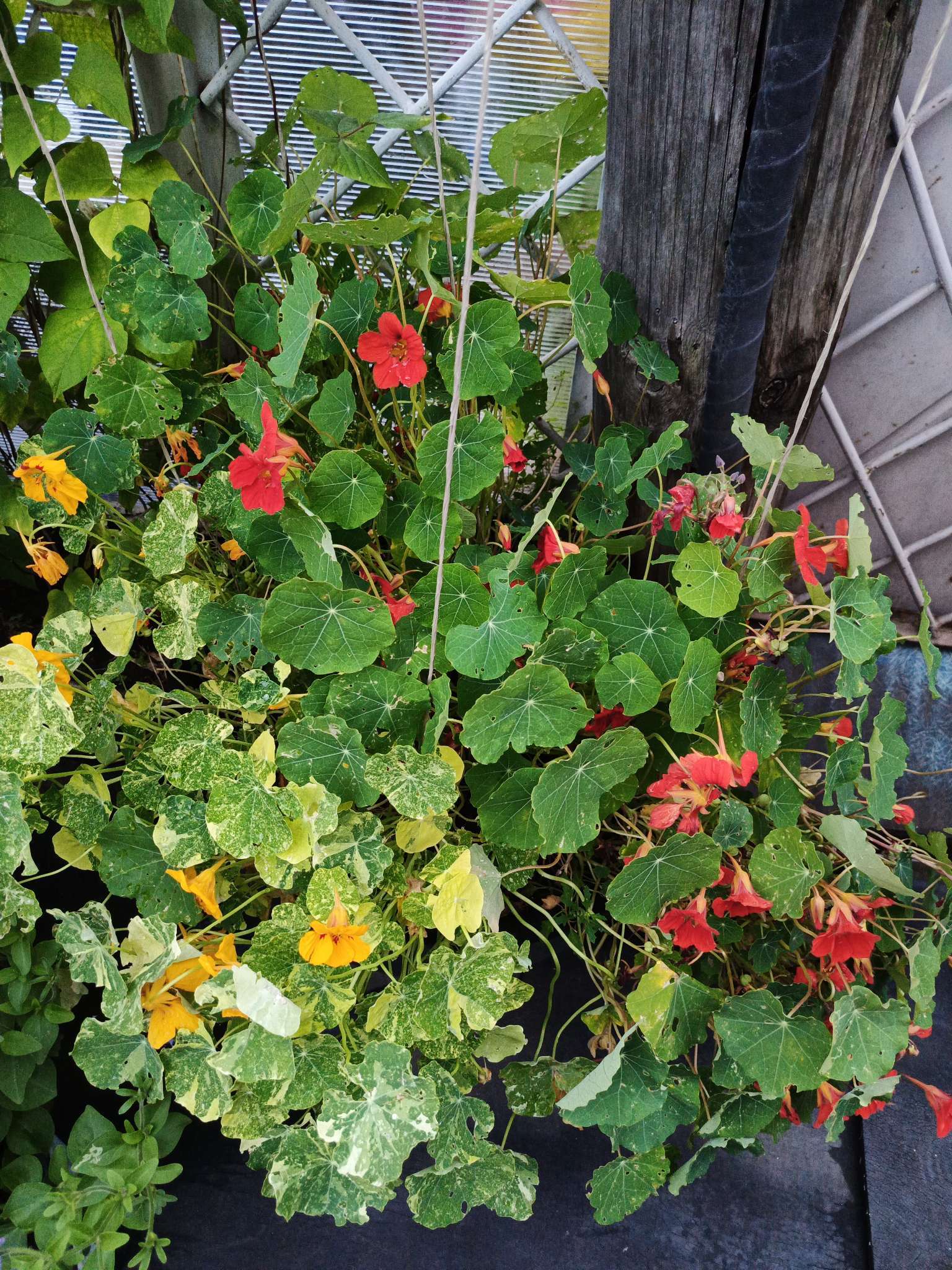 Фотография покупателя товара Семена цветов Настурция низкорослая "Клубника со сливками", 1 г - Фото 13